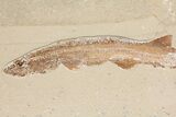 Cretaceous Fossil Shark (Pararhinchodon) #165874-3